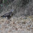 Buse variable